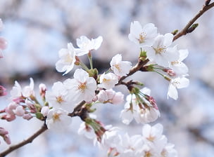 さくら開花予想