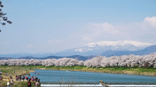 一目千本桜（宮城県柴田郡　柴田町・大河原町　撮影：小杉浩史）