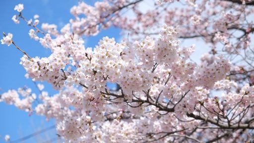 ＜予告＞2026年「さくら開花予想」を1月22日より発表します
