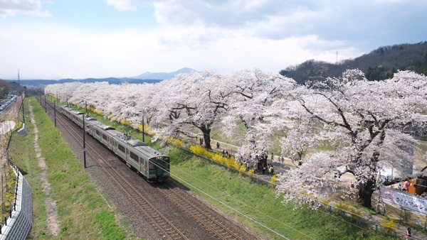 一目千本桜