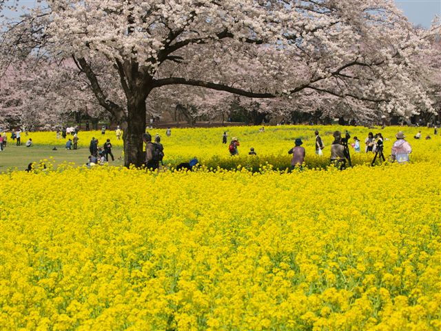 桜と菜の花